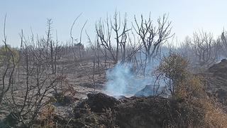 Tekirdağ'da çıkan yangında yaklaşık 50 dönüm makilik alan zarar gördü