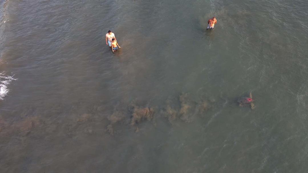 Uydu cihazıyla izleniyor! Caretta caretta "Tuba" İztuzu kumsalından ikinci dünya turuna salındı 4