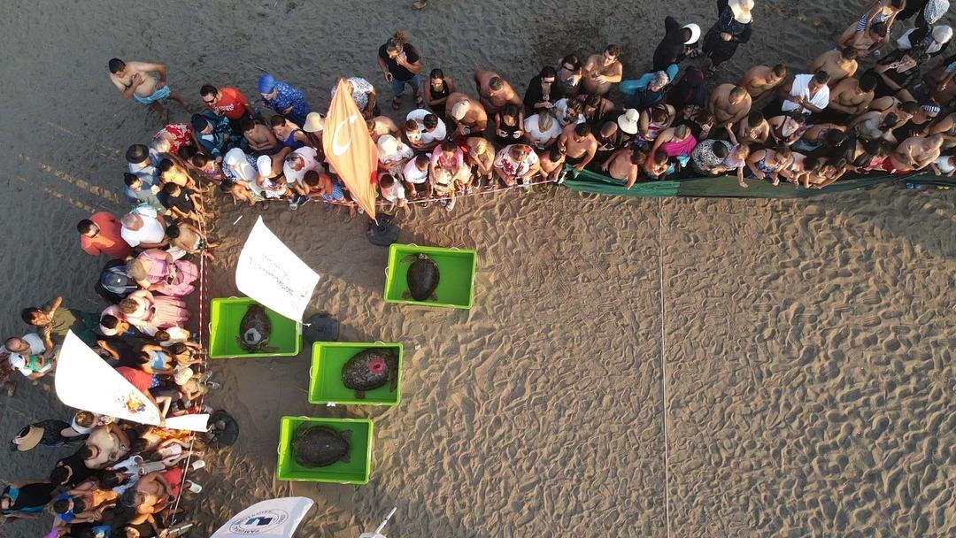 Uydu cihazıyla izleniyor! Caretta caretta "Tuba" İztuzu kumsalından ikinci dünya turuna salındı 3