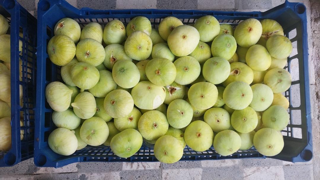 Dubai den Almanya ya kadar gönderiyorlar! 250 liradan pazar açıldı,  Altından bal damlıyor  3
