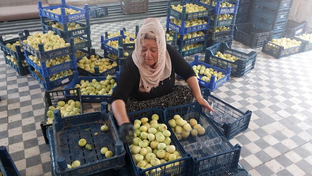 Dubai den Almanya ya kadar gönderiyorlar! 250 liradan pazar açıldı,  Altından bal damlıyor  2