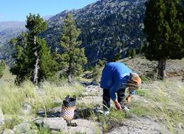 İstanbul'dakiler bile onun için geliyor! Her yerden fışkırıyor, toplayıp satıyorlar