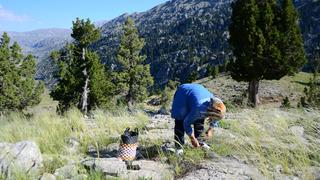 İstanbul'dakiler bile onun için geliyor! Her yerden fışkırıyor, toplayıp satıyorlar