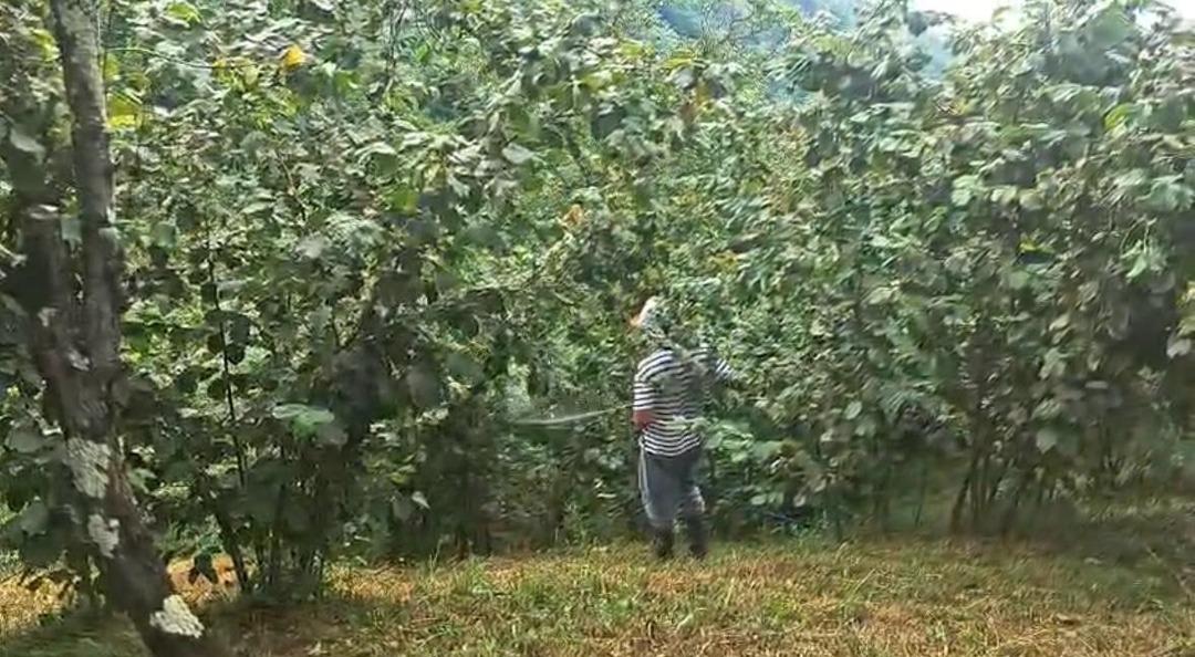 ‘Drakula alarmı! 4 bin 100 dekar alandaki ağaçlar söküldü: Sadece ilaçlamaya 13 milyon TL gitti 2