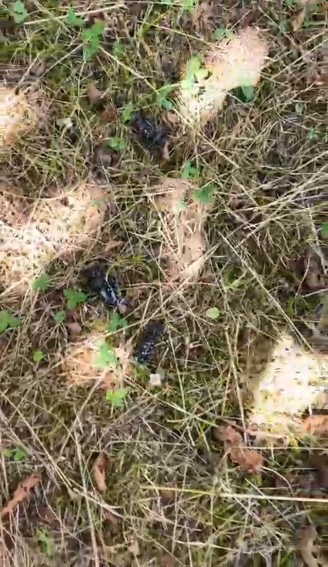 ‘Drakula alarmı! 4 bin 100 dekar alandaki ağaçlar söküldü: Sadece ilaçlamaya 13 milyon TL gitti 3