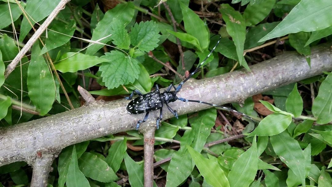 ‘Drakula alarmı! 4 bin 100 dekar alandaki ağaçlar söküldü: Sadece ilaçlamaya 13 milyon TL gitti 4