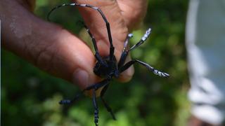 ‘Drakula' alarmı! 4 bin 100 dekar alandaki ağaçlar söküldü: Sadece ilaçlamaya 13 milyon TL gitti