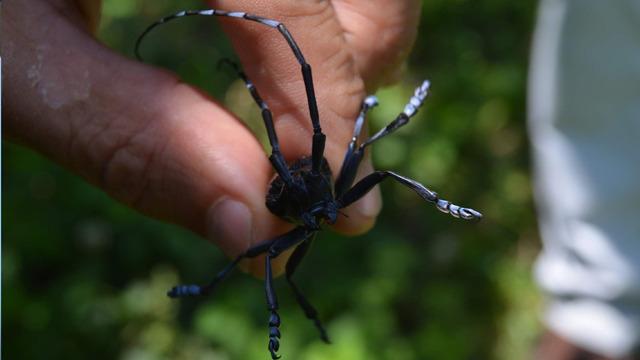 ‘Drakula' alarmı! 4 bin 100 dekar alandaki ağaçlar söküldü: Sadece ilaçlamaya 13 milyon TL gitti