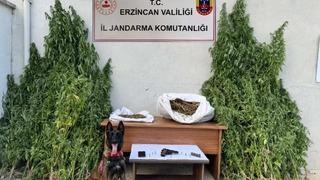 Erzincan’da jandarmadan kenevir operasyonu