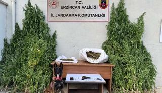 Erzincan’da jandarmadan kenevir operasyonu