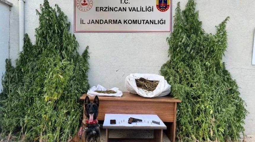 Erzincan’da jandarmadan kenevir operasyonu