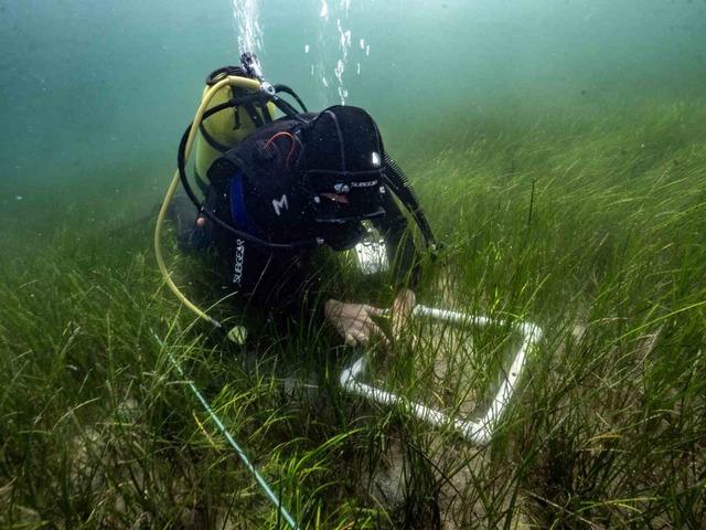 Bakan Kurum: "Pina ve deniz çayırları Marmara’ya nefes oluyor" 1