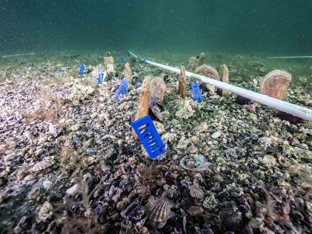 Bakan Kurum: "Pina ve deniz çayırları Marmara’ya nefes oluyor" 2