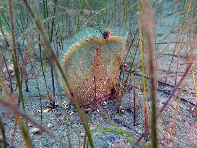 Bakan Kurum: "Pina ve deniz çayırları Marmara’ya nefes oluyor" 3