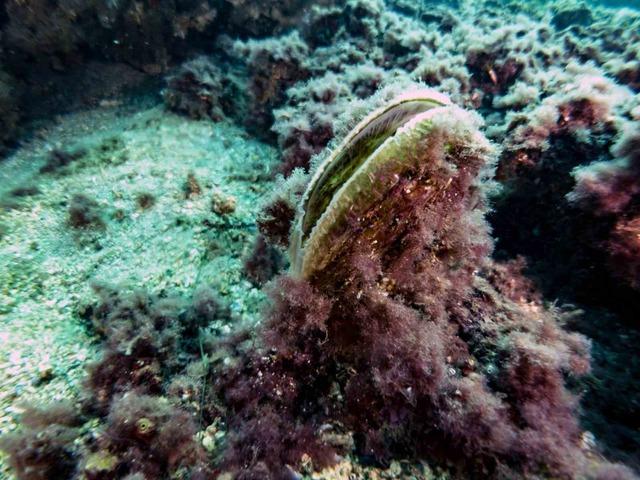 Bakan Kurum: "Pina ve deniz çayırları Marmara’ya nefes oluyor" 4