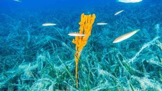 Bakan Kurum: Pina ve deniz çayırları Marmara’ya nefes oluyor