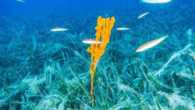 Bakan Kurum: Pina ve deniz çayırları Marmara’ya nefes oluyor