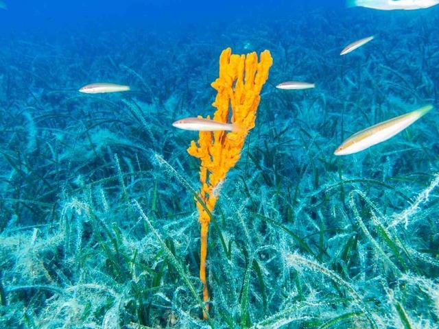 Bakan Kurum: "Pina ve deniz çayırları Marmara’ya nefes oluyor"