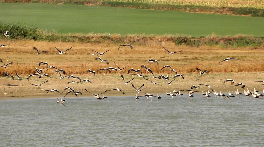 Güneye göçen leylekler Tekirdağ semalarında