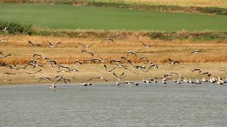 Güneye göçen leylekler Tekirdağ semalarında