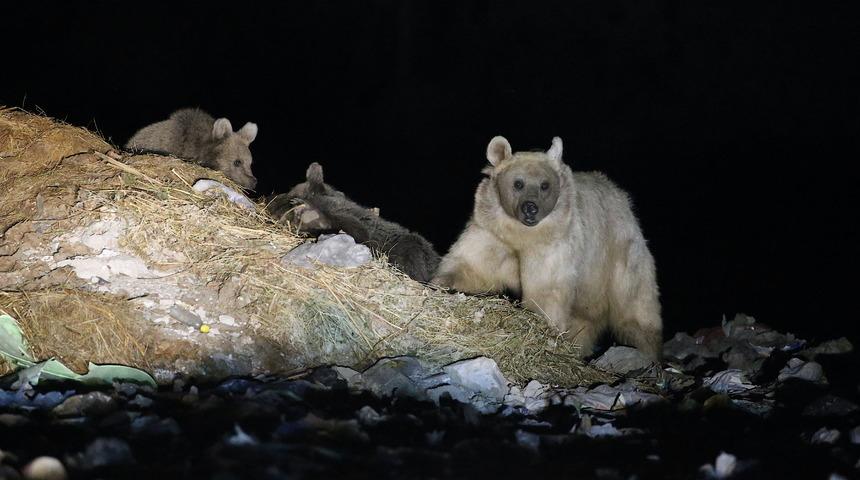 Kars'ta anne bozayı yavrularıyla çöplükte görüntülendi