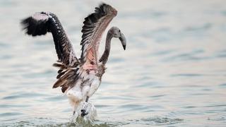 İzmir Kuş Cenneti'nde 650 yavru flamingo halkalandı