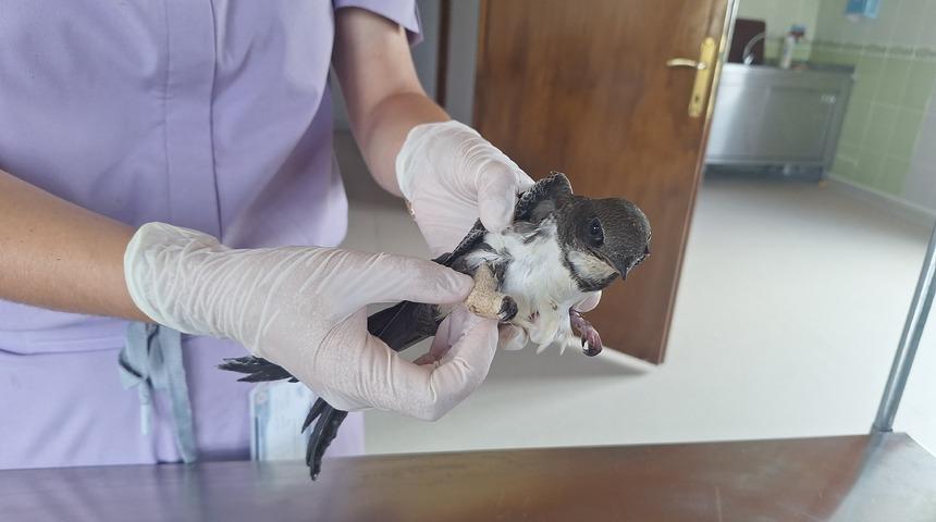 Yaralı bulunan ak karınlı ebabil tedavi altına alındı