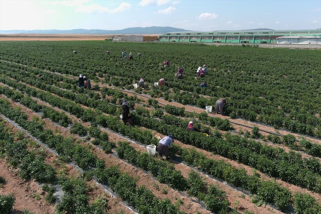  Olmaz  denileni yaptı! Dinlenme tesisinde tanıştığı kişinin tavsiyesiyle başladı, satmadığı yer yok 4