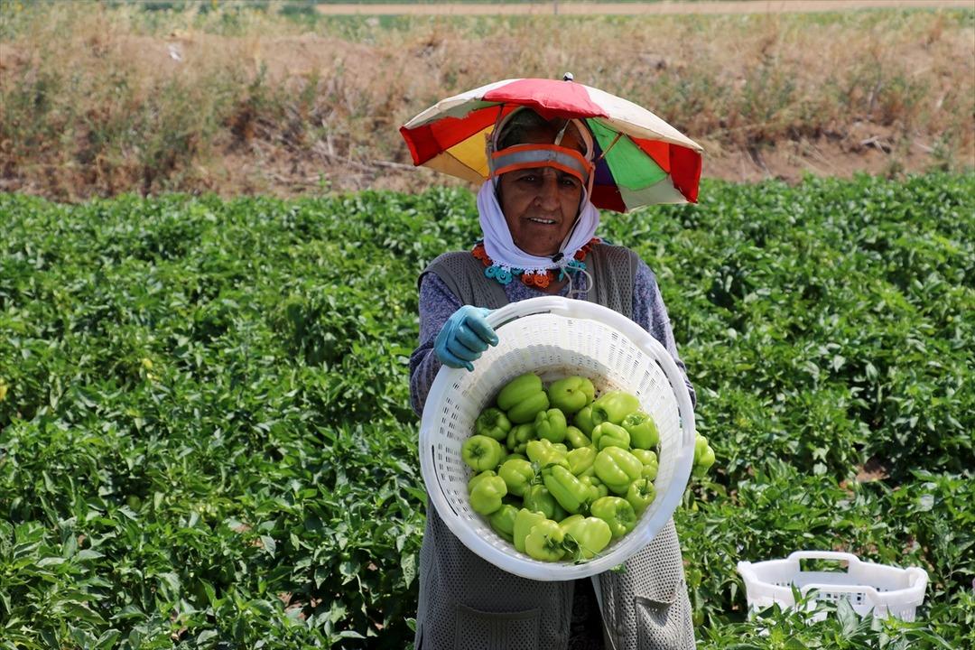  Olmaz  denileni yaptı! Dinlenme tesisinde tanıştığı kişinin tavsiyesiyle başladı, satmadığı yer yok 7