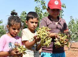 'Türkiye’de ilk sırada' Şanlıurfa’da boz fıstık hasadı başladı