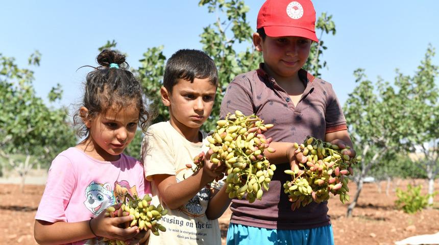 'Türkiye’de ilk sırada' Şanlıurfa’da boz fıstık hasadı başladı
