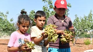 'Türkiye’de ilk sırada' Şanlıurfa’da boz fıstık hasadı başladı