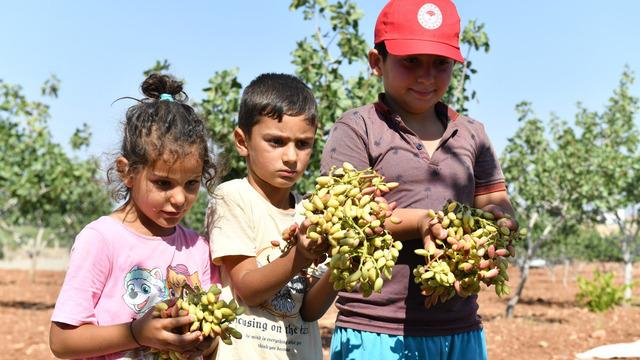 'Türkiye’de ilk sırada' Şanlıurfa’da boz fıstık hasadı başladı