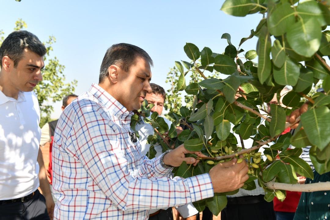  Türkiye’de ilk sırada  Şanlıurfa’da boz fıstık hasadı başladı 1