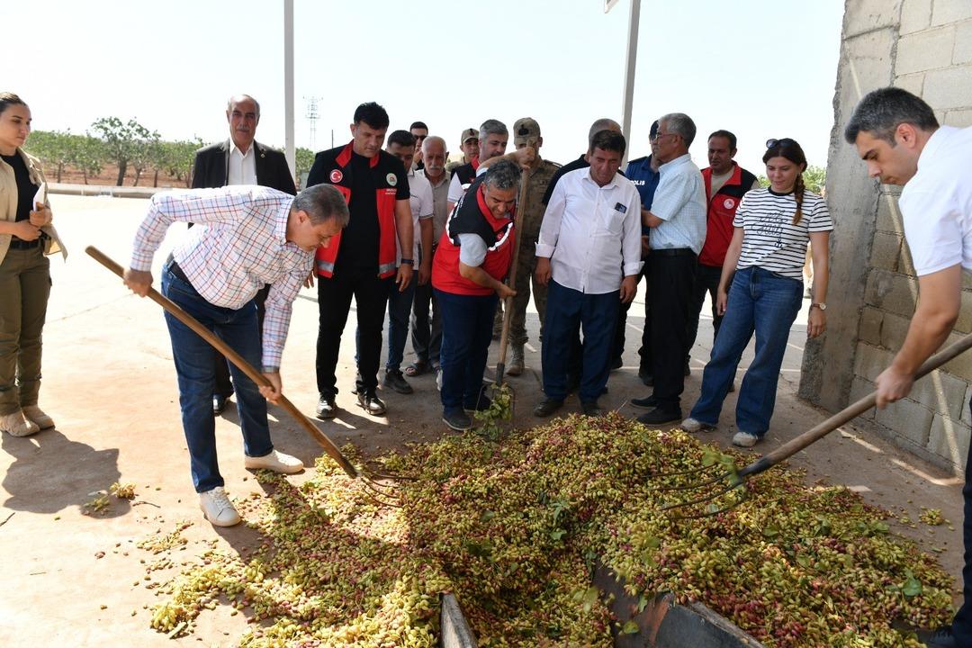  Türkiye’de ilk sırada  Şanlıurfa’da boz fıstık hasadı başladı 2