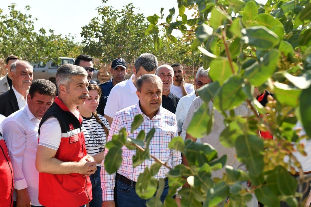  Türkiye’de ilk sırada  Şanlıurfa’da boz fıstık hasadı başladı 3