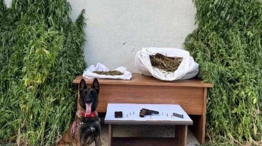 Erzincan'da uyuşturucu operasyonu: 204 kök kenevir bitkisi ele geçirildi!