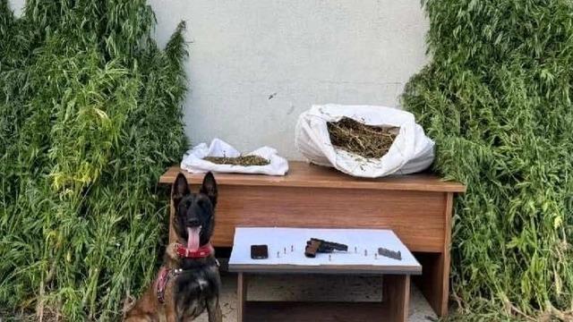 Erzincan'da uyuşturucu operasyonu: 204 kök kenevir bitkisi ele geçirildi!