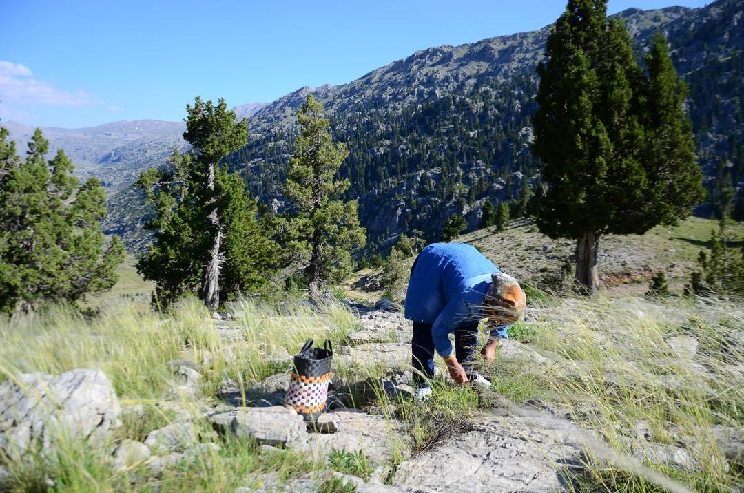 Toros Dağları nda şifalı kekik hasadı başladı: 800 rakımlı yaylada, özenle makasla kesilerek toplanıyor! Demeti 50 liradan satılıyor... 6
