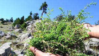 Toros Dağları'nda şifalı kekik hasadı başladı: 800 rakımlı yaylada, özenle makasla kesilerek toplanıyor! Demeti 50 liradan satılıyor...