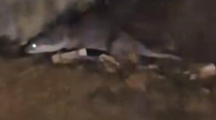 Su samurunu görüntüleyen vatandaş: "Yaradana kurban olayım"