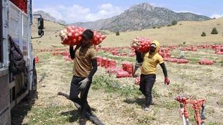 Mevsimlik soğan işçilerin zorlu mesaisi dronla görüntülendi