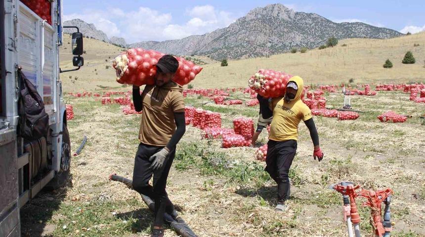 Mevsimlik soğan işçilerin zorlu mesaisi dronla görüntülendi