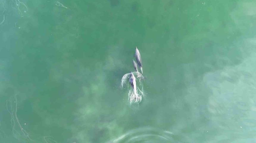 İzmit Körfezi’nde yunusların muhteşem dansı