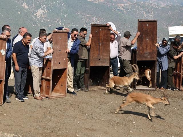 Amasya'da doğaya 5 yaban keçisi bırakıldı