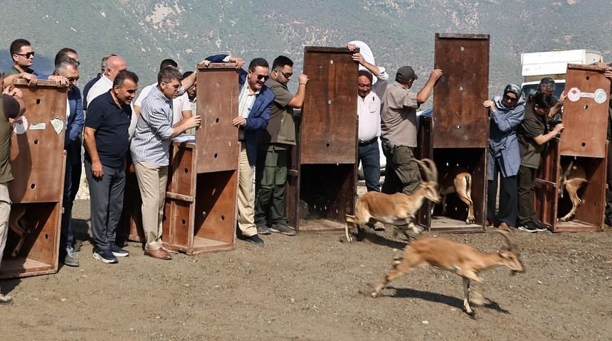 Amasya'da doğaya 5 yaban keçisi bırakıldı
