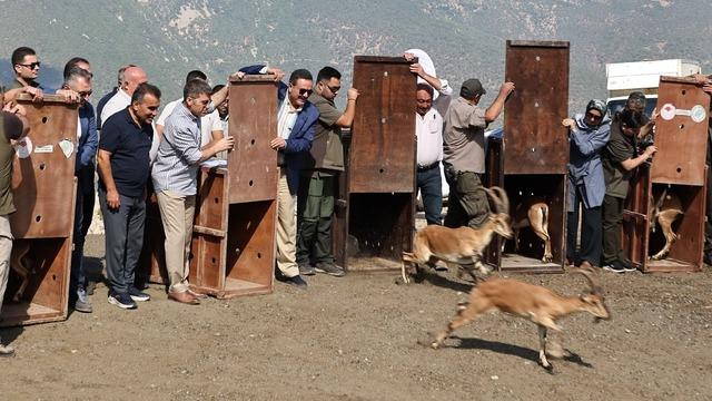 Amasya'da doğaya 5 yaban keçisi bırakıldı