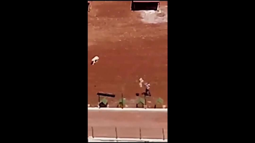 Yer: Kars! Belediye çalışanları köpeklere demir çubuklarla işkence yaptı, o görüntülere tepki yağdı 1