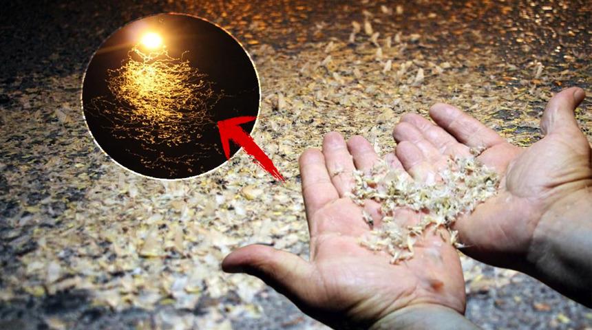 Sakarya'da yol beyaza büründü: Kar değil, birgün sineklerinin 'ölüm dansı'