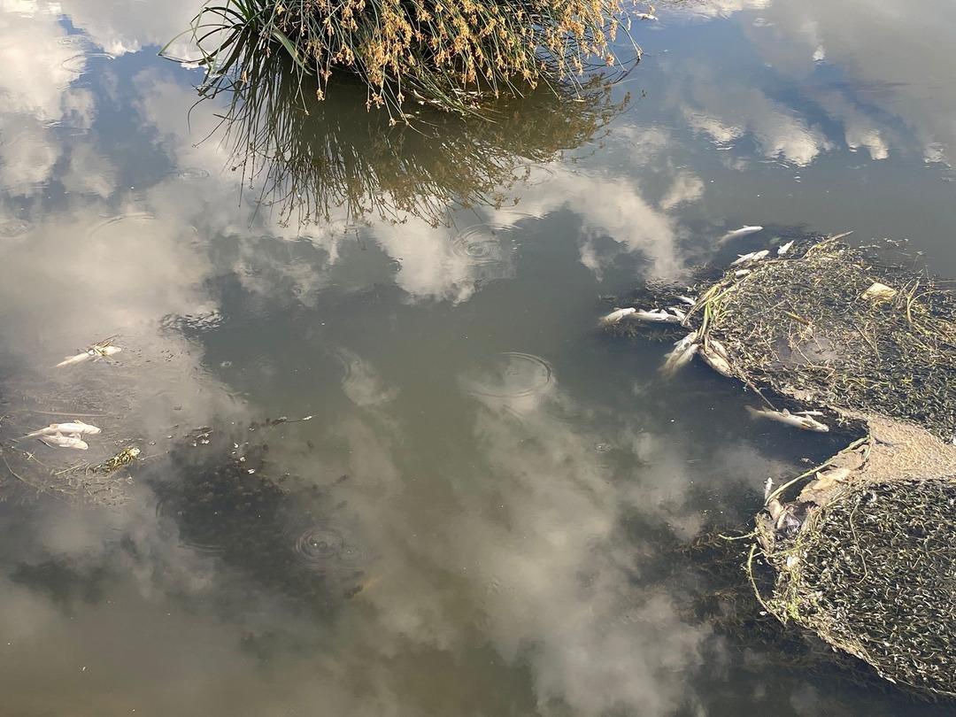 Yer: Erzurum! Piknik yapmaya gittiler, korkunç manzara ile karşılaştılar! Yüzlercesi telef oldu 1